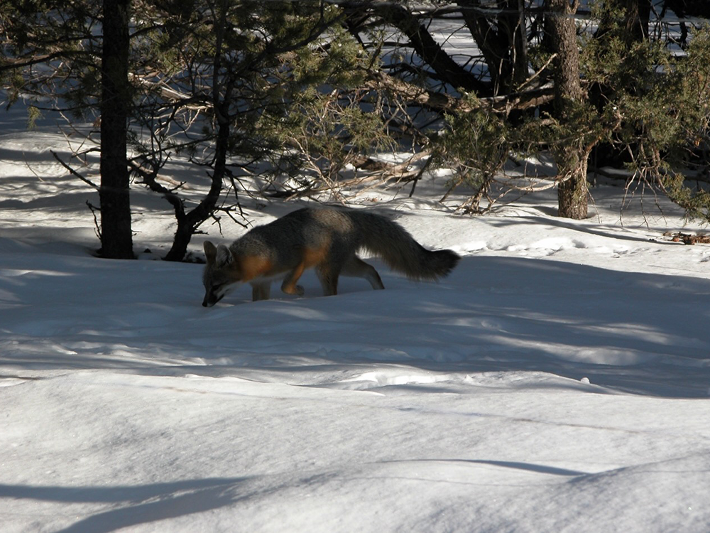 Fox at the Edge of Winter
