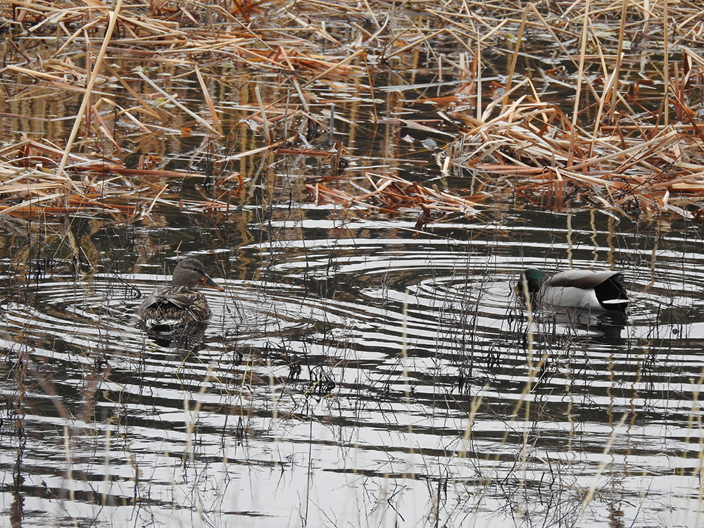 Ice Frogs